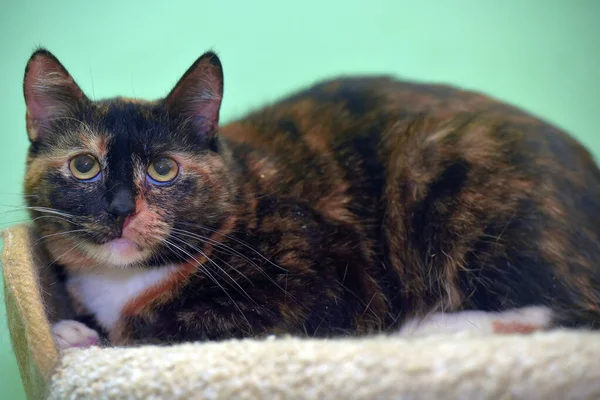 Portret Van Een Steno Kat Tricolor Kat Een Groene Achtergrond — Stockfoto