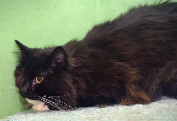 Félszemű Fekete Fehér Bolyhos Mozgássérült Macska Állatmenhelyen — Stock Fotó