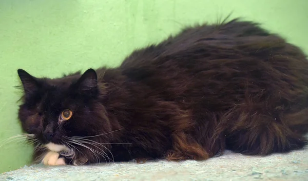 Félszemű Fekete Fehér Bolyhos Mozgássérült Macska Állatmenhelyen — Stock Fotó