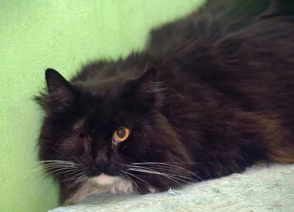 One Eyed Black White Fluffy Disabled Cat Animal Shelter — Stock Photo, Image