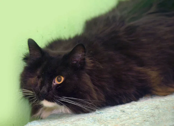 動物保護施設の片目の黒と白のふわふわ障害猫 — ストック写真