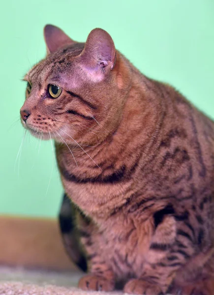 动物收容所里的褐色肥猫 — 图库照片