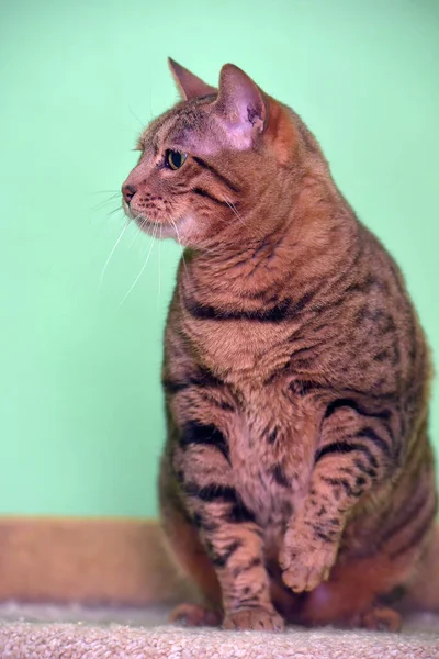 動物保護施設の茶色いタビー猫 — ストック写真