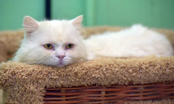 Smutná Chlupatá Bílá Kočka Lže Domácí Kočka Žlutýma Očima — Stock fotografie