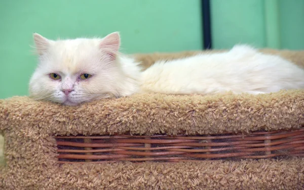 Triste Gato Blanco Esponjoso Miente Gato Doméstico Con Ojos Amarillos —  Fotos de Stock