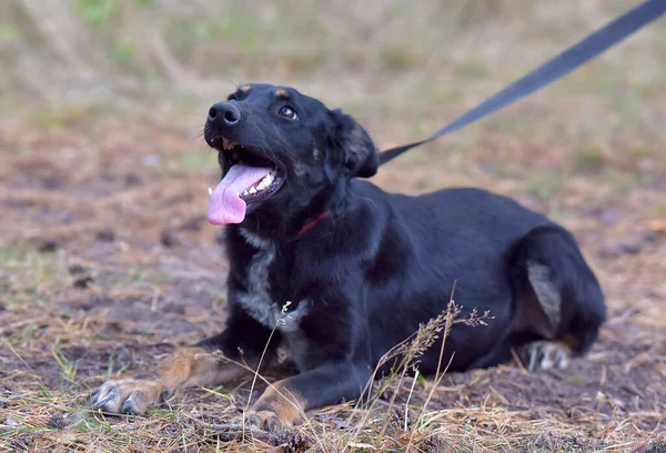 Schwarzer Hundemischling Tierheim Aus Nächster Nähe Foto — Stockfoto
