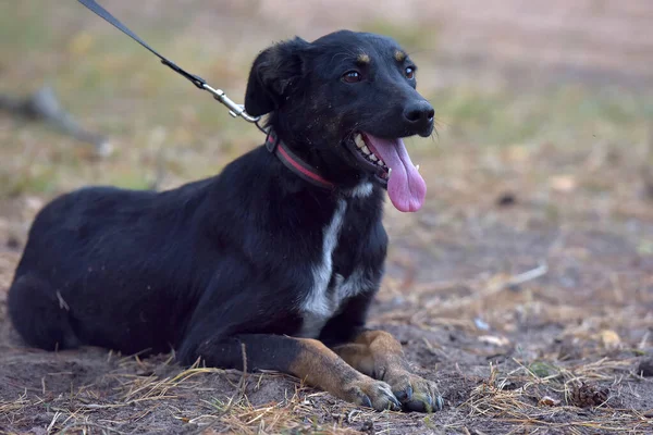 Perro Negro Mestizo Refugio Animales Foto Cerca —  Fotos de Stock