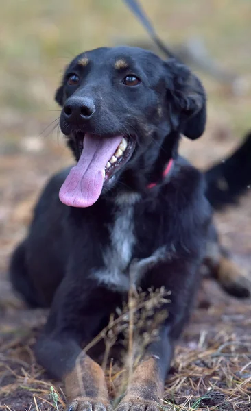 Черная Собака Дворняжка Приюте Животных — стоковое фото