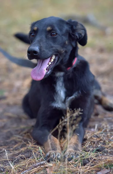 Черная Собака Дворняжка Приюте Животных — стоковое фото