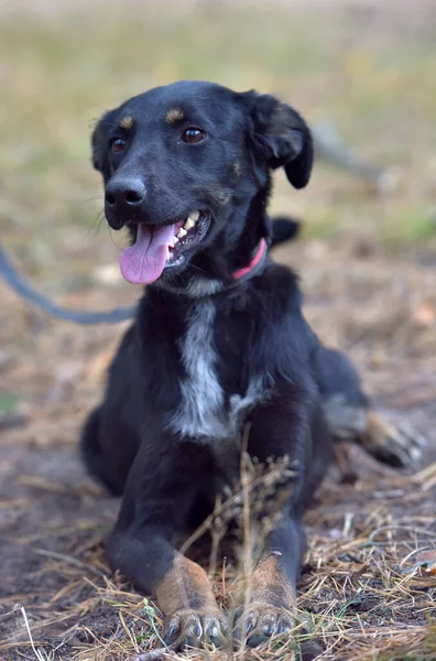 Cão Preto Mgrel Abrigo Animais Perto Foto — Fotografia de Stock