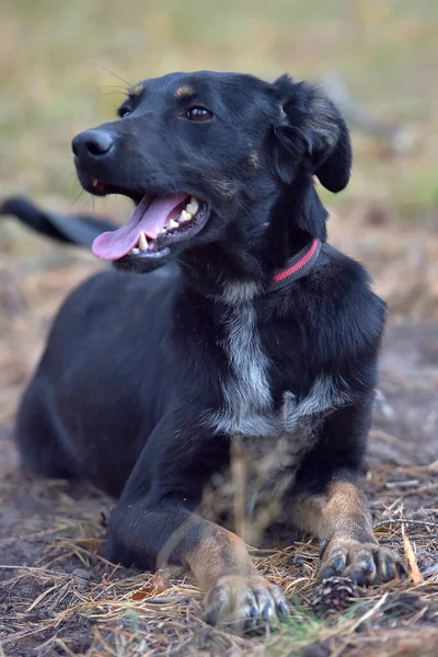 Zwarte Hond Bastaard Een Dierenasiel Close Foto — Stockfoto