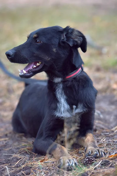 Schwarzer Hundemischling Tierheim Aus Nächster Nähe Foto — Stockfoto