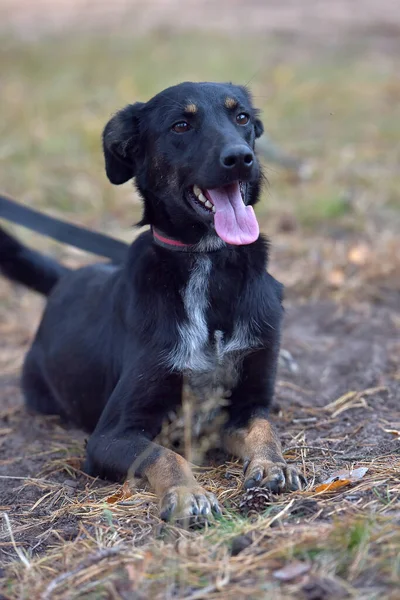 Cão Preto Mgrel Abrigo Animais Perto Foto — Fotografia de Stock