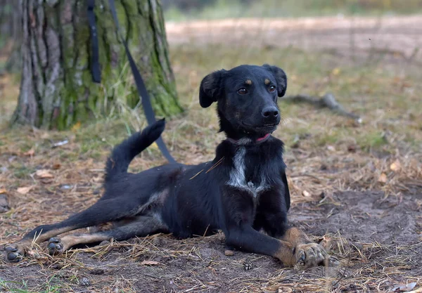 Zwarte Hond Bastaard Een Dierenasiel Close Foto — Stockfoto