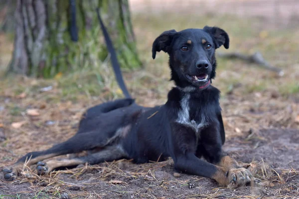 Schwarzer Hundemischling Tierheim Aus Nächster Nähe Foto — Stockfoto