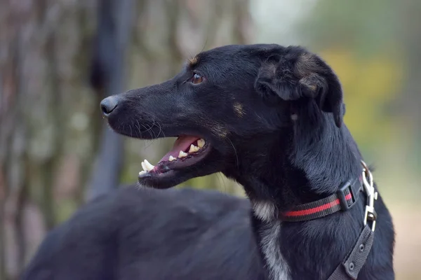 Bir Hayvan Barınağındaki Siyah Köpek Kırması Yakın Plan Fotoğrafı — Stok fotoğraf