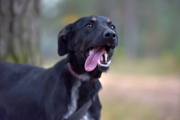 Czarny Pies Kundel Schronisku Zwierząt Zbliżenie Zdjęcie — Zdjęcie stockowe