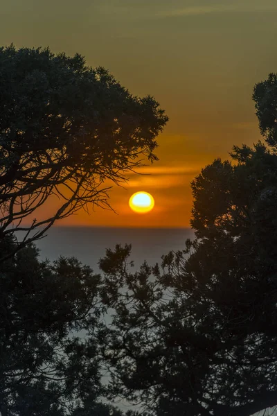 Ağaç Dallarının Arkasında Denizin Üzerinde Güzel Bir Günbatımı — Stok fotoğraf