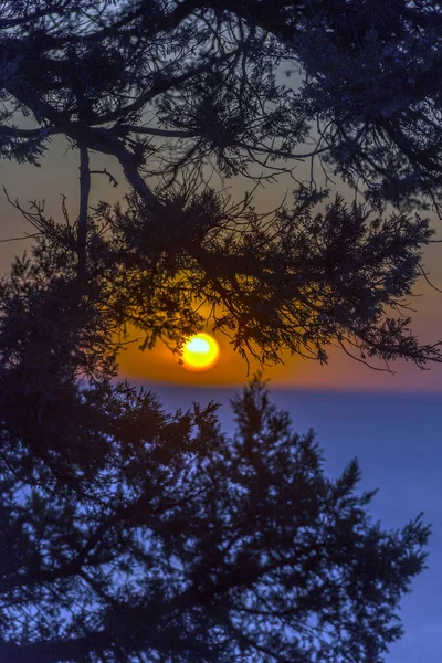 木々の枝の後ろの海に沈む美しい夕日 — ストック写真