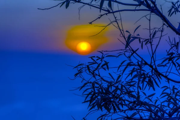 木々の枝の後ろの海に沈む美しい夕日 — ストック写真