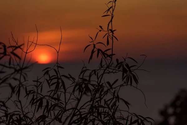 木々の枝の後ろの海に沈む美しい夕日 — ストック写真