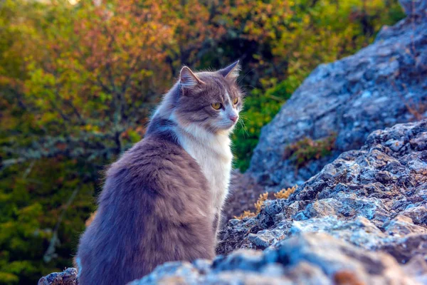 Vacker Fluffig Grå Och Vit Katt Bland Stenarna — Stockfoto