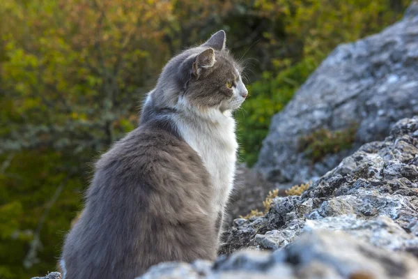 Krásná Nadýchaná Šedá Bílá Kočka Mezi Kameny — Stock fotografie