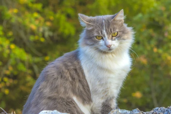 Güzel Tüylü Gri Beyaz Kedi Taşların Arasında — Stok fotoğraf