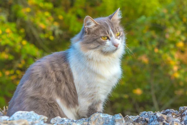石子中美丽的绒毛灰白色的猫 — 图库照片