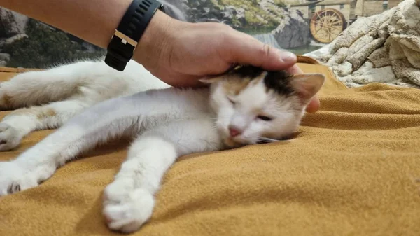 Красивая Трехцветная Кошка Лежит Расслабленной Диване — стоковое фото