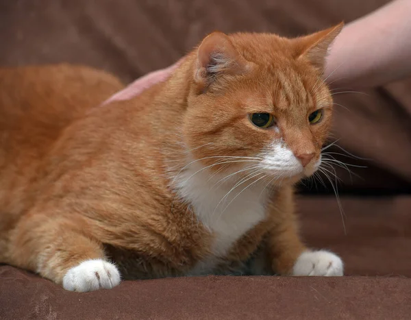 ぽっちゃり愛情赤い猫オンソファクローズアップ — ストック写真