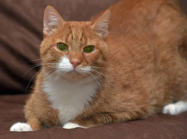แมวส แดงท วนบนโซฟาใกล — ภาพถ่ายสต็อก