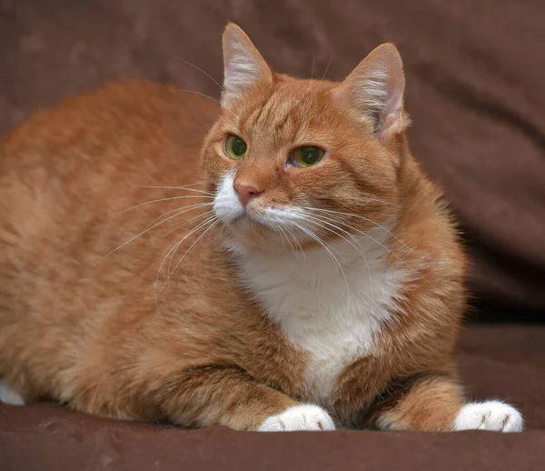 Παχουλός Στοργικός Κόκκινη Γάτα Στον Καναπέ Κοντά — Φωτογραφία Αρχείου