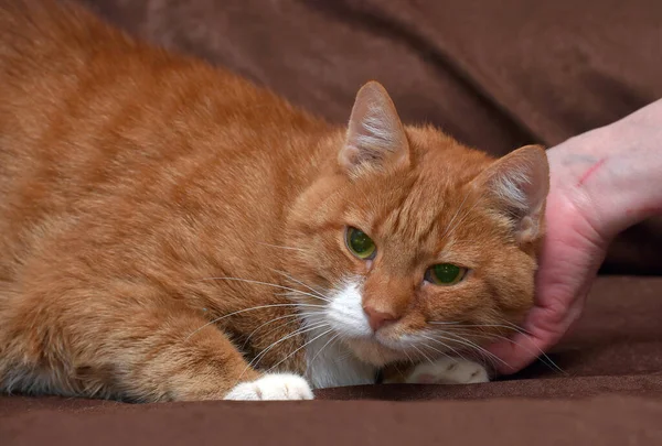 Gordito Cariñoso Rojo Gato Sofá Cerca — Foto de Stock