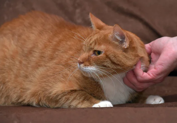 Pummelige Anhängliche Rote Katze Auf Sofa Aus Nächster Nähe — Stockfoto