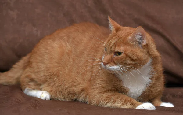 沙发上有只胖胖的 深情的红猫 — 图库照片