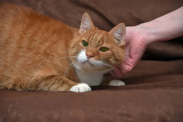 Pummelige Anhängliche Rote Katze Auf Sofa Aus Nächster Nähe — Stockfoto