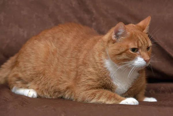 Pummelige Anhängliche Rote Katze Auf Sofa Aus Nächster Nähe — Stockfoto