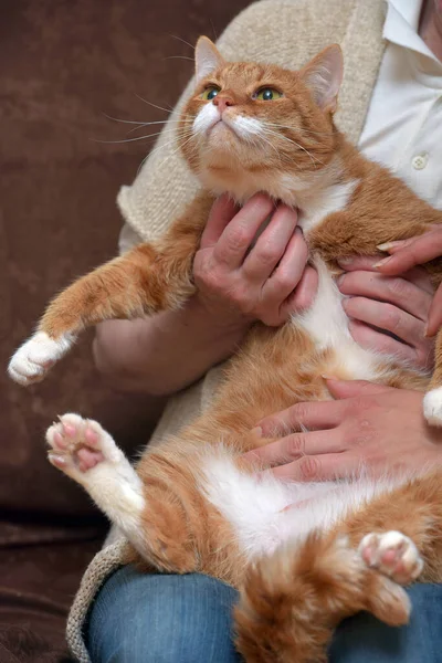 ぽっちゃり愛情赤い猫オンソファクローズアップ — ストック写真