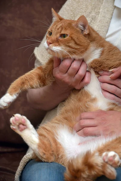 Pummelige Anhängliche Rote Katze Auf Sofa Aus Nächster Nähe — Stockfoto