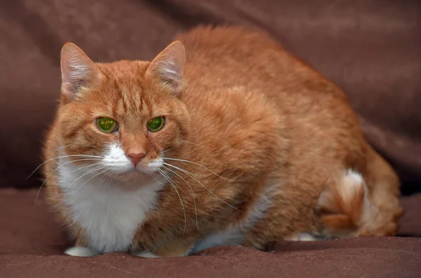 Pulchny Sympatyczny Czerwony Kot Kanapie Zbliżenie — Zdjęcie stockowe