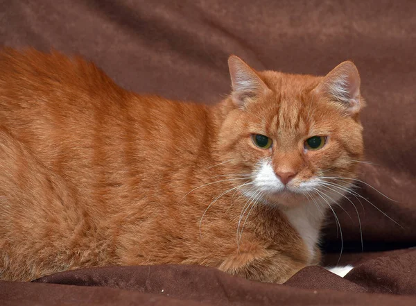 Chubby Affectionate Red Cat Sofa Close — Stock Photo, Image