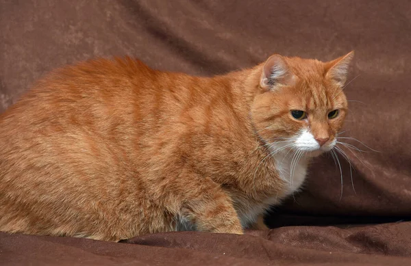 Gordinha Afetuoso Vermelho Gato Sofá Perto — Fotografia de Stock