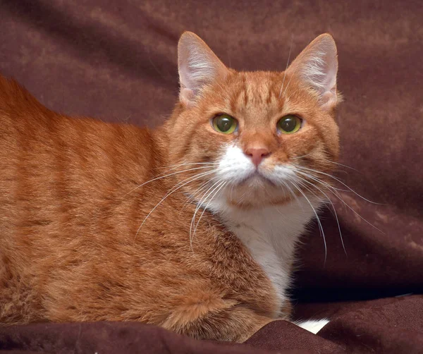 Gordito Cariñoso Rojo Gato Sofá Cerca — Foto de Stock