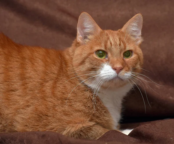 Pulchny Sympatyczny Czerwony Kot Kanapie Zbliżenie — Zdjęcie stockowe