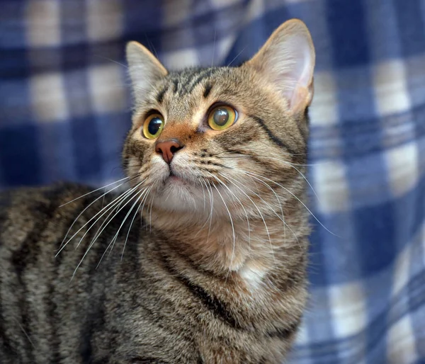 Söt Skrämd Tabby Kattunge Blå Bakgrund — Stockfoto