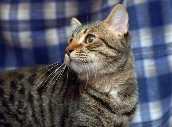 Lindo Asustado Tabby Gatito Fondo Azul — Foto de Stock