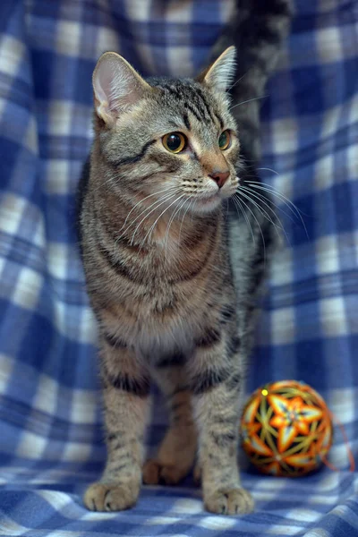 Bonito Assustado Tabby Gatinho Fundo Azul — Fotografia de Stock