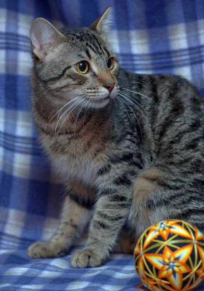 Bonito Assustado Tabby Gatinho Fundo Azul — Fotografia de Stock