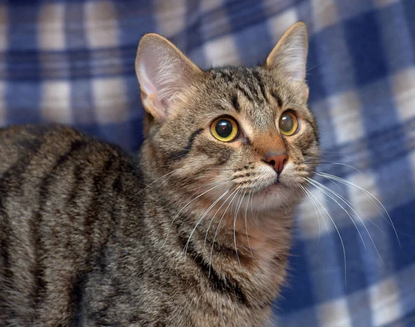 Lindo Asustado Tabby Gatito Fondo Azul — Foto de Stock